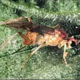 thumbnail for publication: A Wasp Parasitoid Meteorus autographae Muesebeck (Insecta: Hymenoptera: Braconidae)